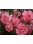 Videolu Sarmaşık Gül Fidanı Açık Pembe Renkli (90 140 Cm)1 Adet Tüplü Aşılı Gül Pink Rose 1