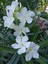 Videolu Beyaz Zakkum Çiçeği (50 70 Cm)1 Adet Saksılı Çiçekli Bahçe Balkon Bitkisi Nerium Oleander 2
