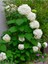 Videolu Beyaz Ortanca (80 100 Cm) Saksılı Çiçekli Dış Mekan Bitkisi Hydrangea Macrophylla 1