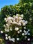 Videolu Beyaz Ortanca (80 100 Cm) Saksılı Çiçekli Dış Mekan Bitkisi Hydrangea Macrophylla 2