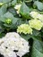 Videolu Beyaz Ortanca (80 100 Cm) Saksılı Çiçekli Dış Mekan Bitkisi Hydrangea Macrophylla 3