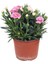 Videolu Pembe Karanfil (15-30Cm)1 Adet Saksılı/ Tüplü Çiçekli Bodur Bitki Dianthus Caryophyllus 1