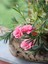 Videolu Pembe Karanfil (15-30Cm)1 Adet Saksılı/ Tüplü Çiçekli Bodur Bitki Dianthus Caryophyllus 2
