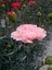 Videolu Pembe Karanfil (15-30Cm)1 Adet Saksılı/ Tüplü Çiçekli Bodur Bitki Dianthus Caryophyllus 3