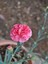 Videolu Pembe Karanfil (15-30Cm)1 Adet Saksılı/ Tüplü Çiçekli Bodur Bitki Dianthus Caryophyllus 4