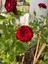 Videolu Yediveren Koyu Kırmızı Yoğun Kokulu (50 70 Cm)1 Adet Saksılı Aşılı Gül Red Rose 4