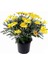 Sarı Papatya - Sarı Çalı Papatyası (Euryops Pectinatus) 1