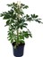 Yeşil Şeflera – Schefflera Arboricola Nora - Bitki Boyu 60-80 cm 1