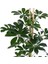 Yeşil Şeflera – Schefflera Arboricola Nora - Bitki Boyu 60-80 cm 2
