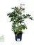 Yeşil Şeflera – Schefflera Arboricola Nora - Bitki Boyu 60-80 cm 3