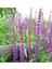 Adaçayı Bitkisi (Salvia Officinalis) 1