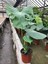 Deve Tabanı Bitkisi Monstera Deliciosa Ithal 60-70CM 1