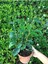Ficus Benjamina Danielle-Benjamin Bitkisi 1