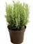 Serada Decor&plant Saksılı Biberiye Fidanı 1 Adet 15-25 cm Rosemary 1