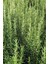 Serada Decor&plant Saksılı Biberiye Fidanı 1 Adet 15-25 cm Rosemary 2