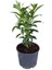 Melisa Parfüm Çiçeği 1 ADET Sakısılı 30-50Cm Cestrum Nocturnum 3