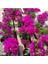 Bodur Begonvil - Begonvil - Bodrum Begonvili Bougainvillea Bahçe Balkon Teras 1