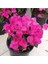 Bodur Begonvil - Begonvil - Bodrum Begonvili Bougainvillea Bahçe Balkon Teras 2