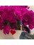 Bodur Begonvil - Begonvil - Bodrum Begonvili Bougainvillea Bahçe Balkon Teras 3