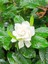Videolu 1 Adet Kadınlar Gününe Özel Gardenya Çiçeği 20-30CM Saksılı Sukulent Hediye Gardenia 4