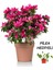 Videolu Kadınlar Gününe Özel Pilea Çiçeği Hediyeli Açelya Çiçeği (20 30 Cm)1 Adet Rhododendron 1