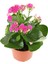 Videolu 1 Adet Pembe Renk Kalanşo Çiçeği 10-20 cm Saksılı Çiçekli Bodur Bitkiler Kalanchoe 1