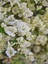 Videolu 1 Adet Beyaz Begonvil Çiçeği 30-55 cm Tüplü Çiçekli Bodur Bitkiler(Begonia) 1
