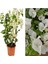 Videolu 1 Adet Beyaz Begonvil Çiçeği 30-55 cm Tüplü Çiçekli Bodur Bitkiler(Begonia) 2