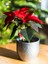 Videolu Atatürk Çiçeği (30 40 Cm)1 Adet Saksılı Çiçekli Bodur Bitki Poinsettia 1