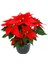 Atatürk Çiçeği -Poinsettia-12 cm Lik Saksi - 25-30 cm Hediyelik Ofis Bitkisi 1