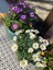Videolu Bodrum Papatyası Mor ve Beyaz Renkli(20 30CM)2 Adet Saksılı Anthemis Nobilis 6