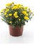 Videolu Sarı Çalı Papatyasi Kokulu (20 30 Cm)1 Adet Saksı ve Dış Mekan Bitkisi Coreopsis 5