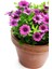 Videolu Bodrum Papatyası Mor Renkli (20 45 Cm) 2 Adet Saksılı Canlı Renkli Osteospermum 5