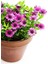 Videolu Bodrum Papatyası Mor Renkli (20 45 Cm) 2 Adet Saksılı Canlı Renkli Osteospermum 1