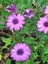 Videolu Bodrum Papatyası Mor Renkli (20 45 Cm) 2 Adet Saksılı Canlı Renkli Osteospermum 3