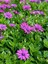 Videolu Bodrum Papatyası Mor Renkli (20 45 Cm) 2 Adet Saksılı Canlı Renkli Osteospermum 4