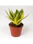 Videolu 1 Adet Bodur Kılıç Çiçeği 20-40CM Saksılı Çiçekli Bodur Bitkiler "gladiolus" 1