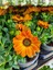 Videolu 1 Adet Turunculu Bodrum Papatyası Çiçeği 20-30 cm Tüplü Çiçekli Bodur Bitkiler Bodrum Daisy 1