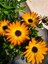 Videolu 1 Adet Turunculu Bodrum Papatyası Çiçeği 20-30 cm Tüplü Çiçekli Bodur Bitkiler Bodrum Daisy 2