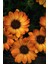 Videolu 1 Adet Turunculu Bodrum Papatyası Çiçeği 20-30 cm Tüplü Çiçekli Bodur Bitkiler Bodrum Daisy 3