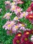 Videolu 1 Adet Turunculu Bodrum Papatyası Çiçeği 20-30 cm Tüplü Çiçekli Bodur Bitkiler Bodrum Daisy 4