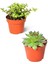2'li Set Crassula Portulacaria Afra Succulent Sempervivum Sukulent Dolgun Formlu 1