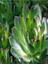2'li Set Crassula Portulacaria Afra Succulent Sempervivum Sukulent Dolgun Formlu 2
