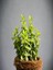 2'li Set Crassula Portulacaria Afra Succulent Sempervivum Sukulent Dolgun Formlu 3