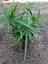Japon Şemsiyesi (Cyperus Alternifolius) Şemsiye Palmiyesi 1