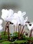 Videolu 1 Adet Beyaz Sıklamen Çiçeği 25-45 cm Saksılı Çiçekli Bodur Bitkiler Whıte Cyclamen 3