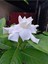 Videolu 1 Adet Salon Hediyesi Mis Kokulu Gardenya Çiçeği 20-40 cm Saksılı Iç Mekan Gardenia 1