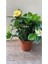 Videolu 1 Adet Salon Hediyesi Mis Kokulu Gardenya Çiçeği 20-40 cm Saksılı Iç Mekan Gardenia 3