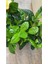 Videolu 1 Adet Salon Hediyesi Mis Kokulu Gardenya Çiçeği 20-40 cm Saksılı Iç Mekan Gardenia 4