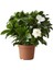 Videolu 1 Adet Ithal Kokulu Gardenya Çiçeği Ofis Bitkisi 15-30 cm Saksılı Iç Mekan Bitki Gardenia 3